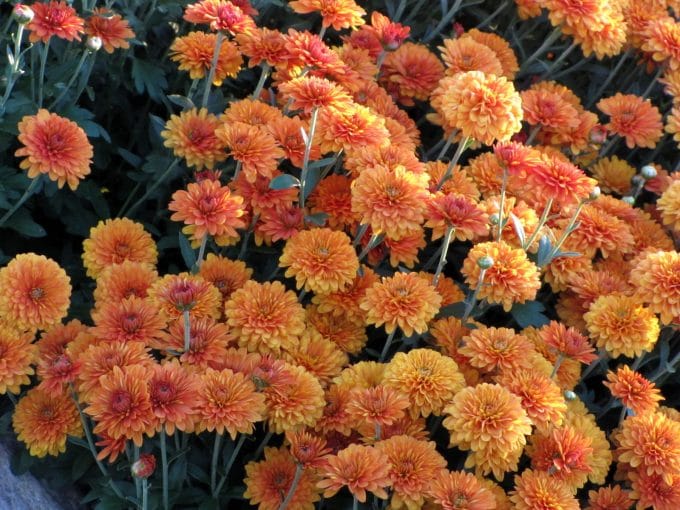 Mums Are Blooming House of Hawthornes