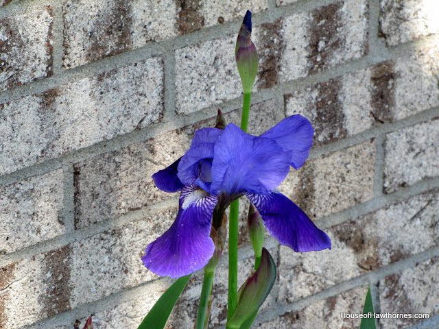 Iris up against a brick wall.