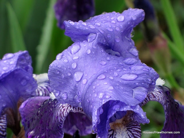Purple iris with raindrops.