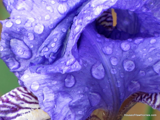 Close up of a purple iris with raindrops.