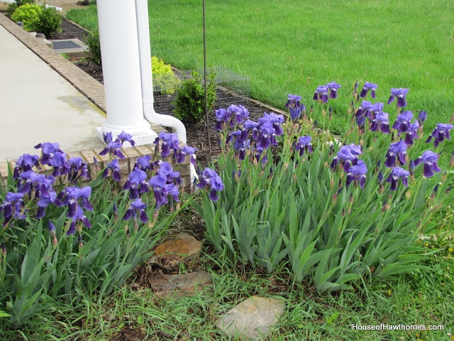 Purples iris.