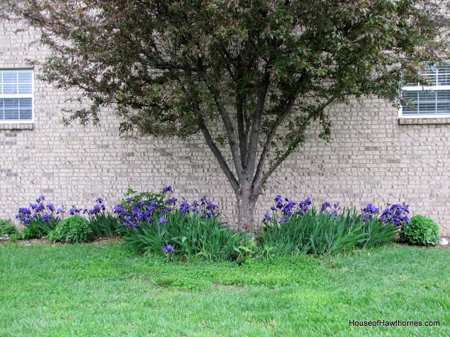 Brick house with a flower bed of purple iris.