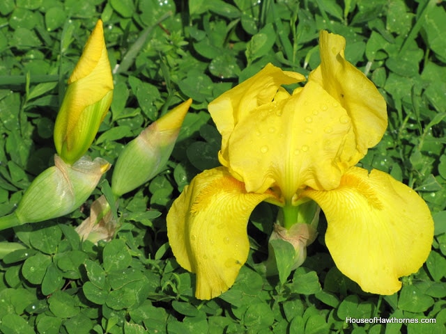 Yellow iris.
