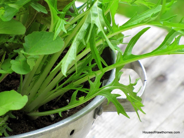 Planting lettuce in a colander - use coffee filter as a liner, fill with potting soil and plant your favorite lettuces. 