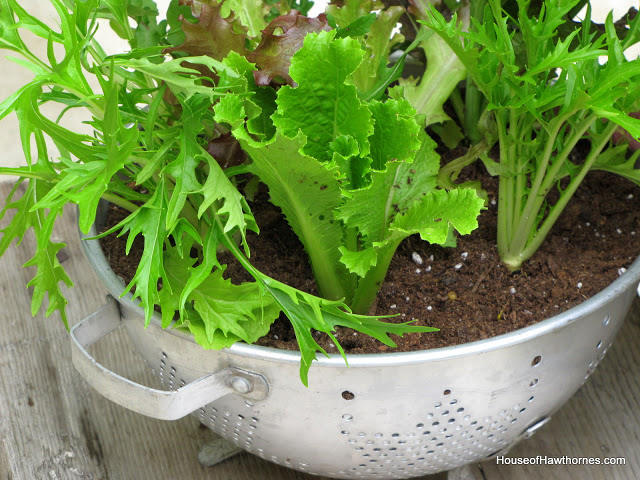 Planting lettuce in a colander - use coffee filter as a liner, fill with potting soil and plant your favorite lettuces. 