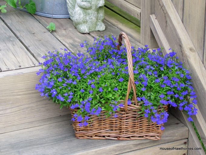 Lobelia Love Tips For Growing Lobelia Plants House of Hawthornes