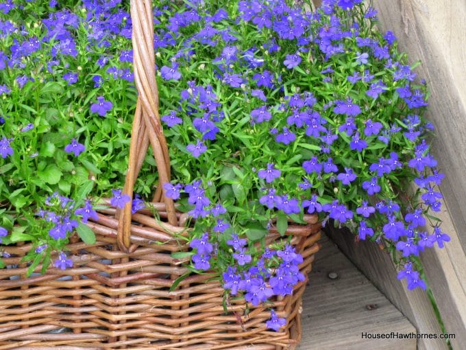 Lobelia Love Tips For Growing Lobelia Plants House of Hawthornes
