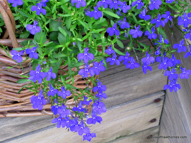 Growing Lobelia in containers