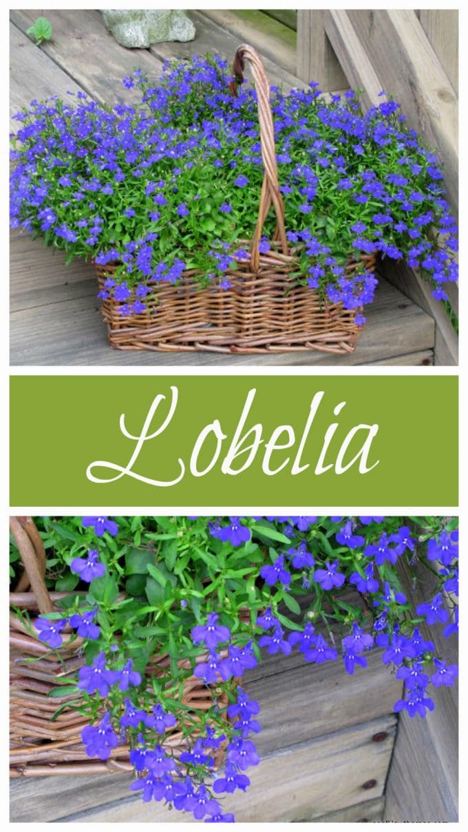 Blue Lobelia is a wonderful annual to add to your garden this year. It comes in VIBRANT shades with loads of blooms and grows in full sun to part shade.