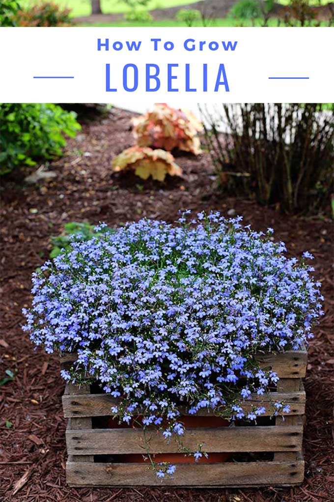 How To Grow Lobelia