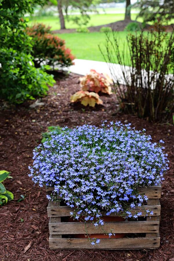 Lobelia Love Tips For Growing Lobelia Plants House of Hawthornes