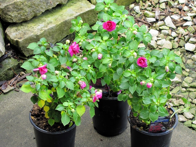 Bright red impatiens.