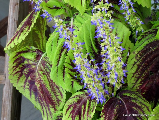Blue flowers on a coleus plant in fall.