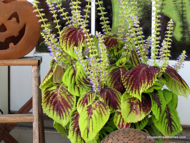 Coleus plant.