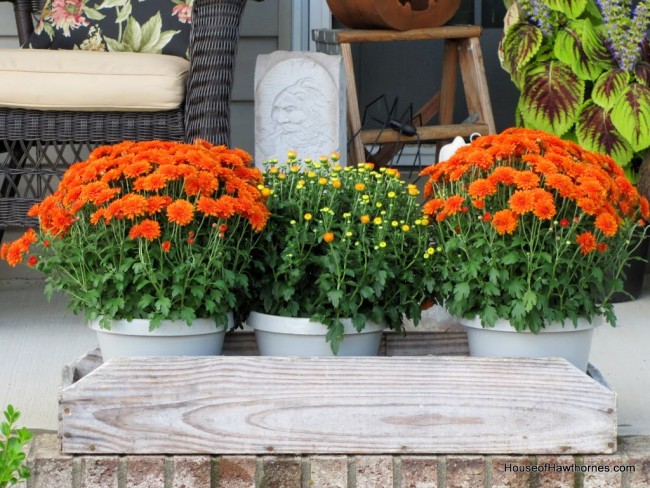 Orange and yellow mums sitting on the porch.