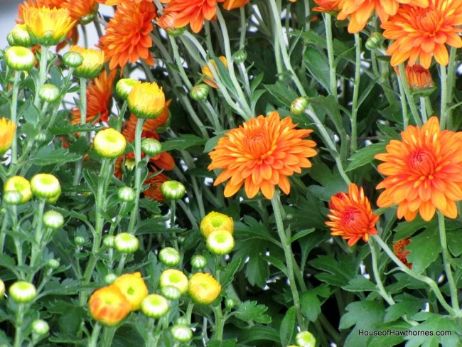 Orange and yellow mums.