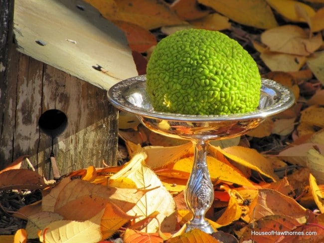Bright green hedge apple setting in a silverplated bowl.