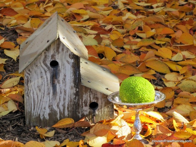 Bright green hedge apple setting in a silverplated bowl. next to a wooden bird house.