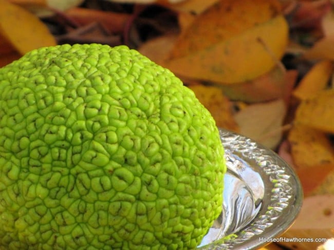 Bright green hedge apple.