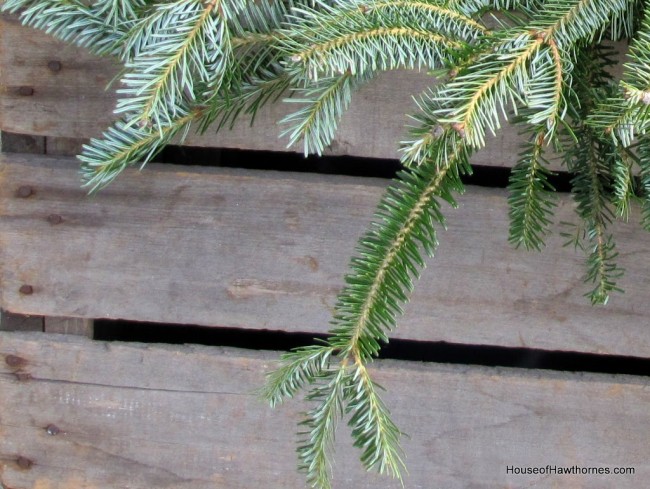 Free source for pine boughs for Christmas decorating