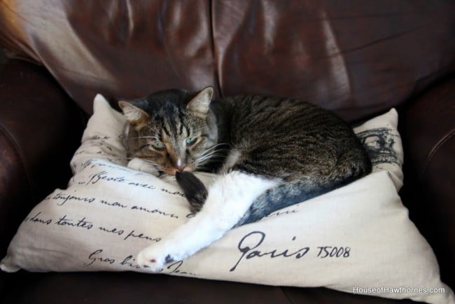 Striped cat lying on a pillow.