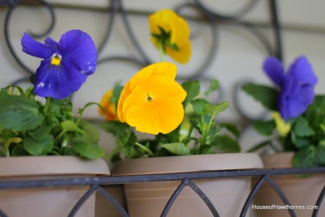 Yellow and blue pansies.
