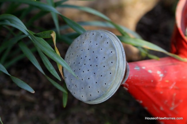 Vintage watering can spout.