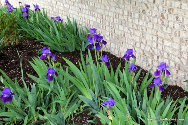 Bed full of bright purple iris. 