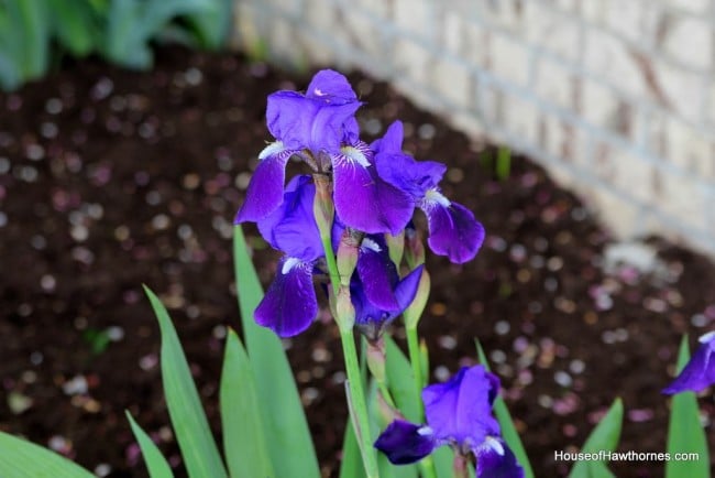 Bright purple iris.