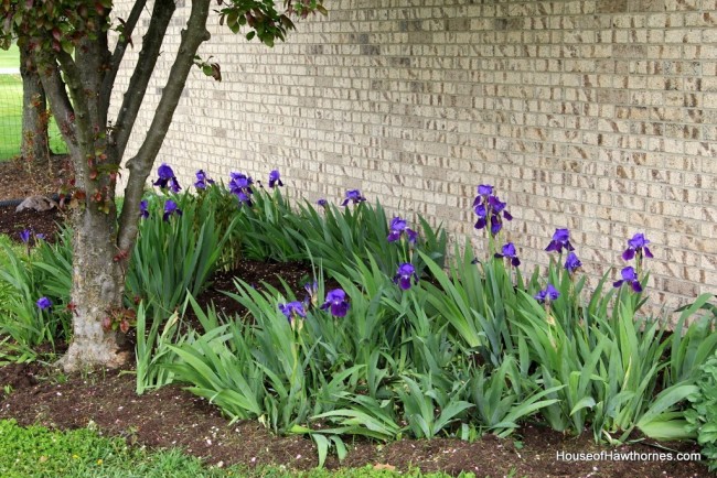 Iris bed on the side of the house.