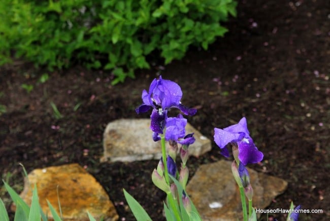 Purple iris.