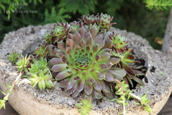 Succulents in hypertufa planter