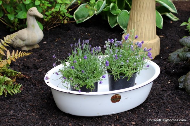 Enamelware basin with purple lavender flowers.