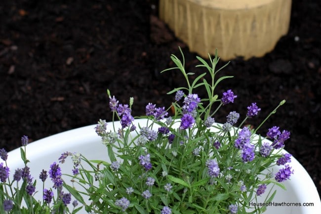 Lavender plants setting in an enamelware basin.