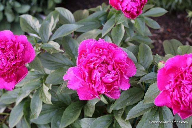 Victoire de la Marne peony bud.