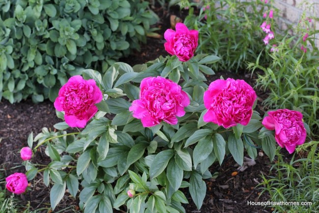 Victoire de la Marne peony.