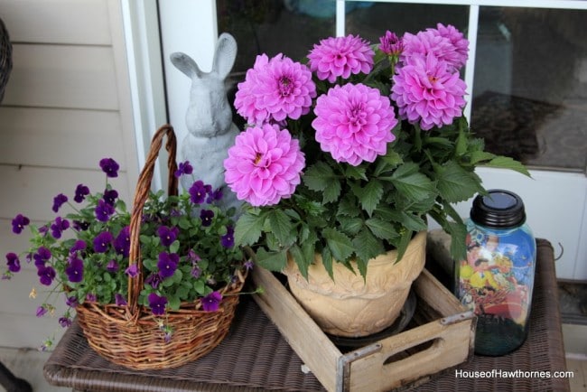 A purple dahlia and purple violas.