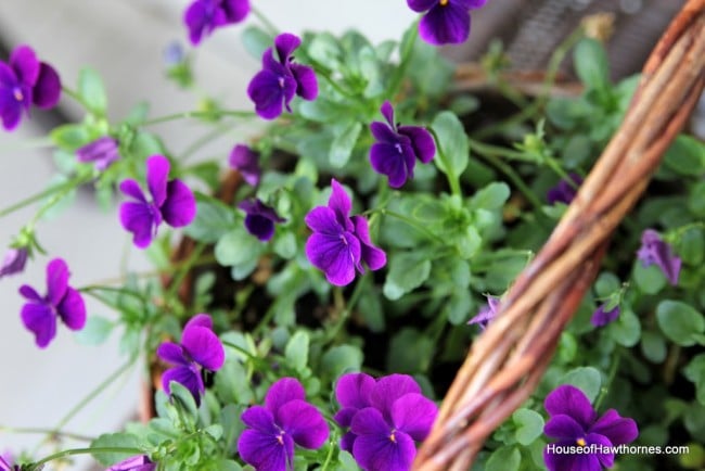 Wicker basket of violas.