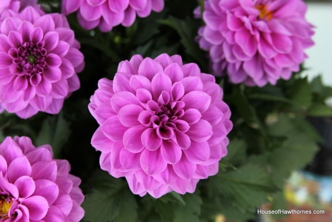 Close up of a purple dahlia bloom.