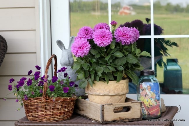 Purple dahlia and wicker basket of violas.
