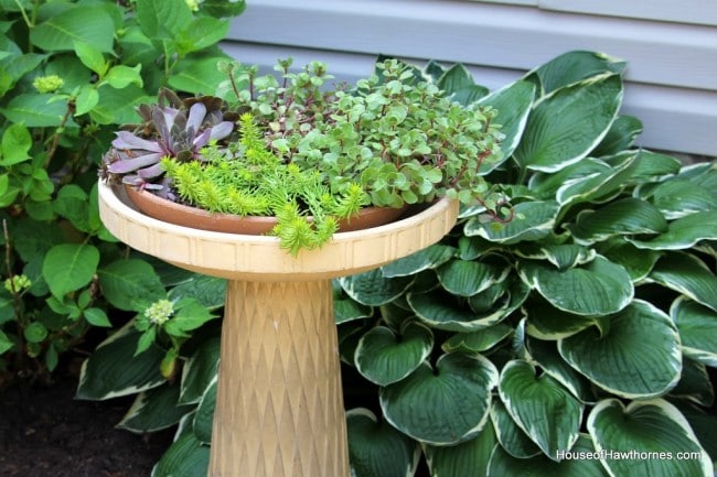 Repurpose a birdbath into a planter for succulents