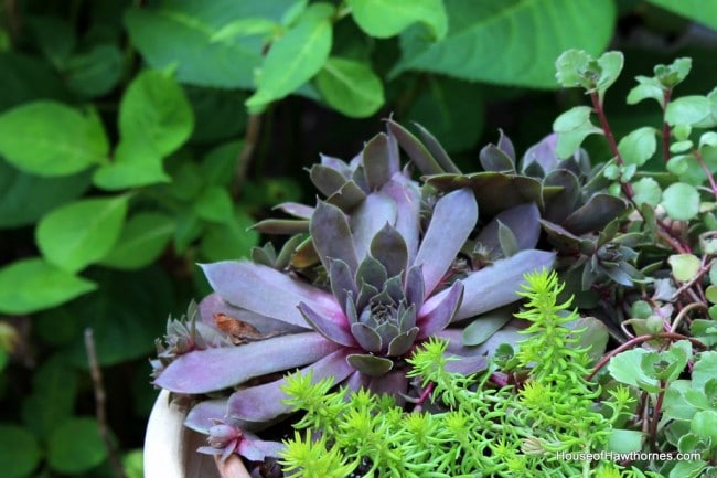 Repurpose a birdbath into a planter for succulents