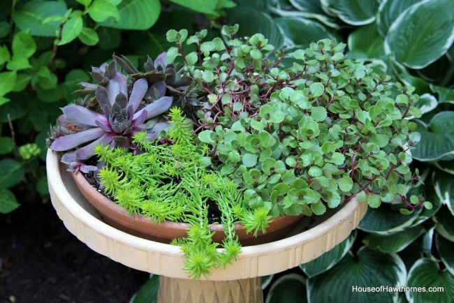 Repurpose a birdbath into a planter for succulents