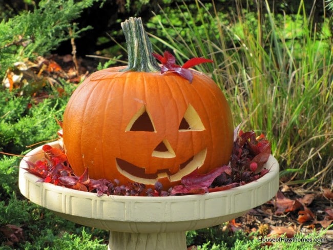 Pumpkin in a birdbath