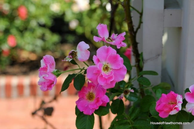 Beautiful climbing roses at the Franklin Park Conservatory Community Garden