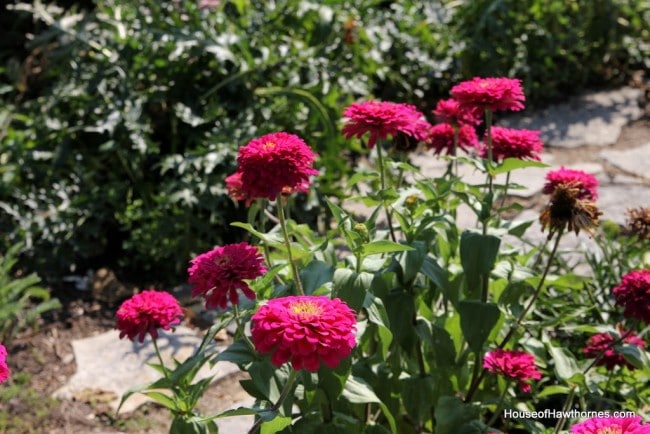 Pink zinnia at the Franklin Park Conservatory Community Garden