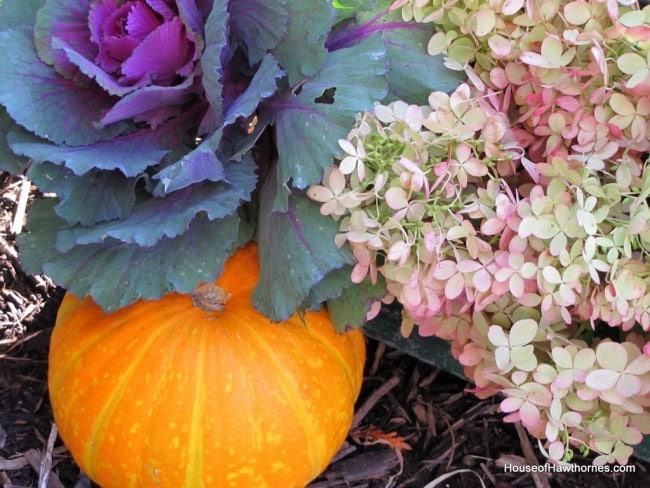 Hydrangea, kale and pumpkins in a rustic toolbox for your fall decor