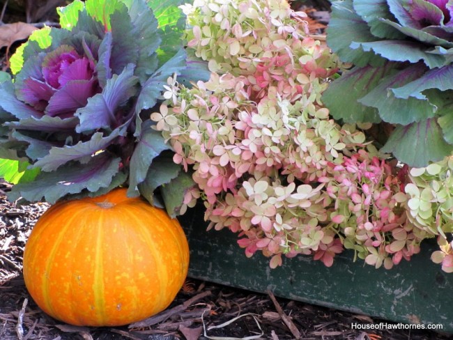 Hydrangea, kale and pumpkins in a rustic toolbox for your fall decor