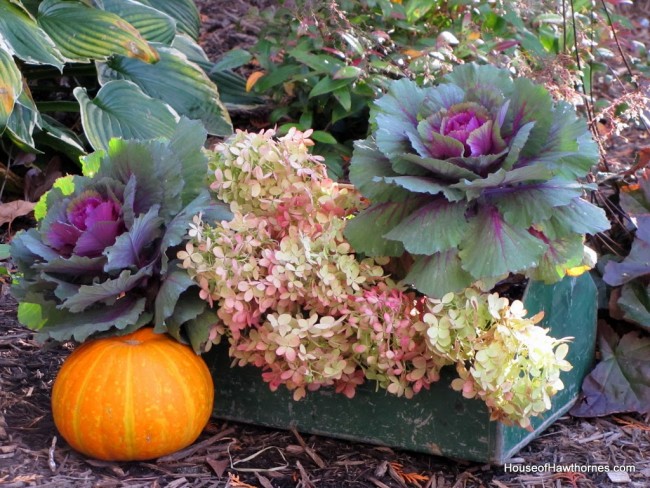 Hydrangea, kale and pumpkins in a rustic toolbox for your fall decor