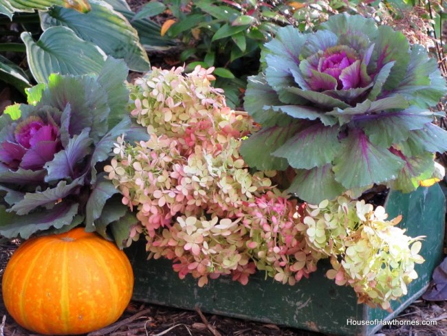 Hydrangea, kale and pumpkins in a rustic toolbox for your fall decor